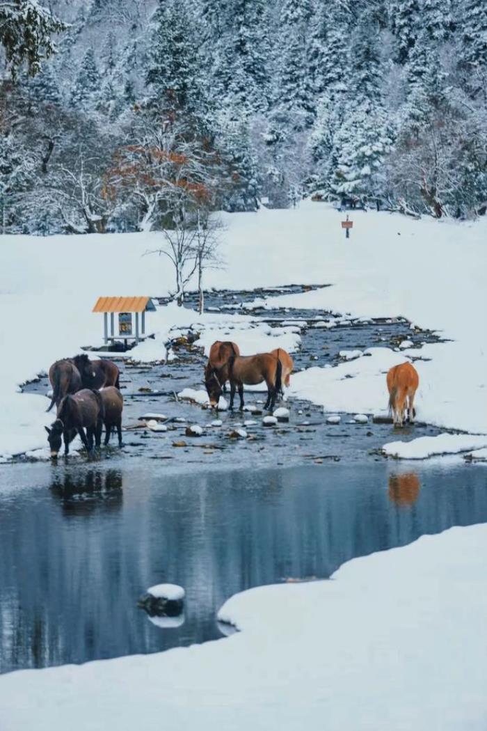 如果真的有香巴拉 那该是雨崩雪后的样子! 如果真的有香巴拉 那该是雨崩雪后的样子!
