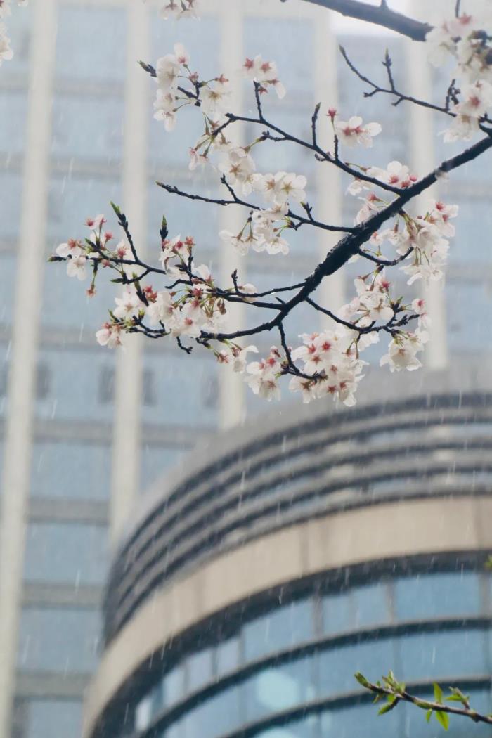国内花海顶流,火了四年,免收门票,浪漫不会迟到! 国内花海顶流,火了四年,免收门票,浪漫不会迟到!