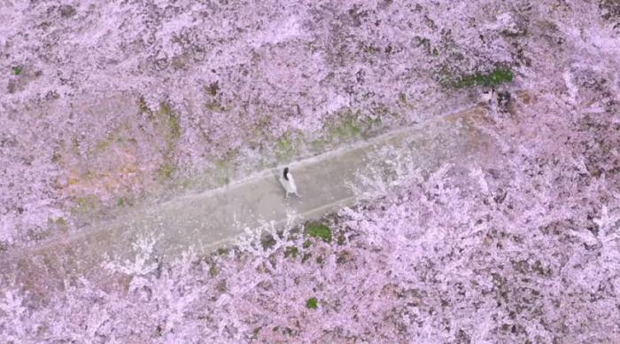 国内花海顶流,火了四年,免收门票,浪漫不会迟到! 国内花海顶流,火了四年,免收门票,浪漫不会迟到!