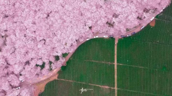 国内花海顶流,火了四年,免收门票,浪漫不会迟到! 国内花海顶流,火了四年,免收门票,浪漫不会迟到!