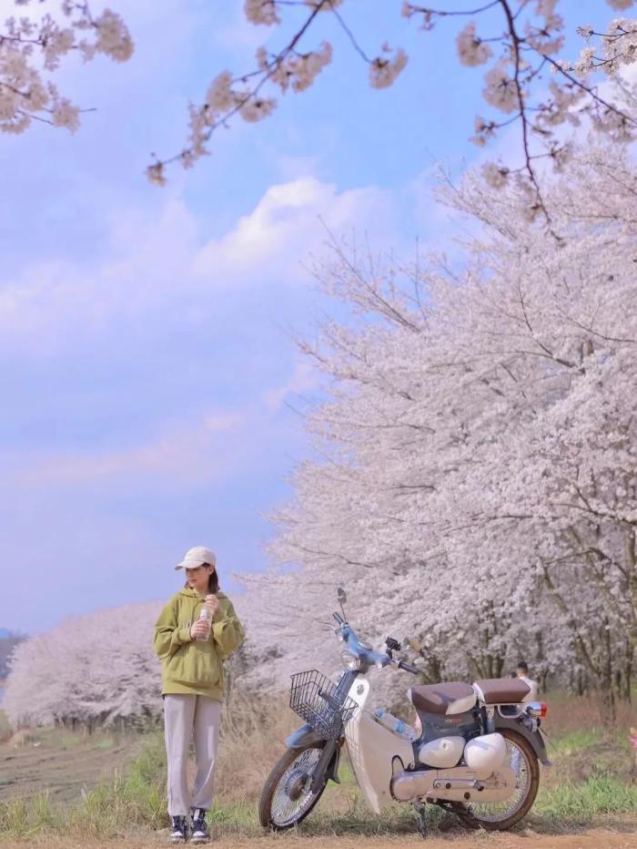 国内花海顶流,火了四年,免收门票,浪漫不会迟到! 国内花海顶流,火了四年,免收门票,浪漫不会迟到!