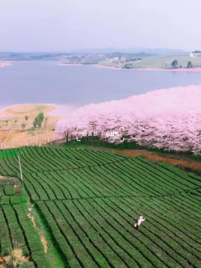 国内花海顶流,火了四年,免收门票,浪漫不会迟到! 国内花海顶流,火了四年,免收门票,浪漫不会迟到!