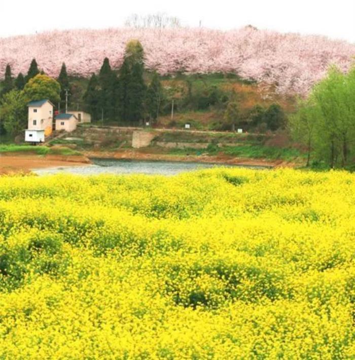 国内花海顶流,火了四年,免收门票,浪漫不会迟到! 国内花海顶流,火了四年,免收门票,浪漫不会迟到!