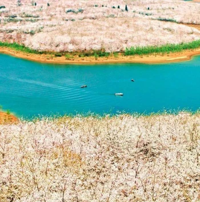 国内花海顶流,火了四年,免收门票,浪漫不会迟到! 国内花海顶流,火了四年,免收门票,浪漫不会迟到!