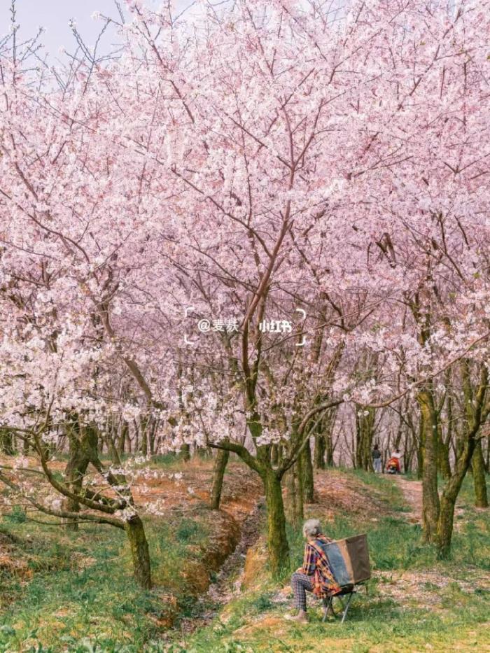 国内花海顶流,火了四年,免收门票,浪漫不会迟到! 国内花海顶流,火了四年,免收门票,浪漫不会迟到!