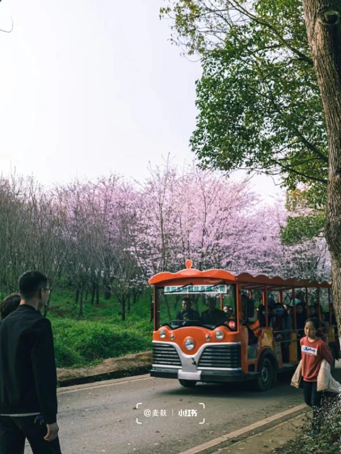 国内花海顶流,火了四年,免收门票,浪漫不会迟到! 国内花海顶流,火了四年,免收门票,浪漫不会迟到!