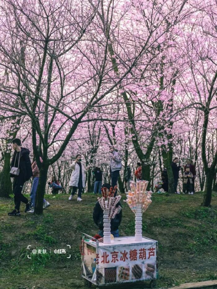 国内花海顶流,火了四年,免收门票,浪漫不会迟到! 国内花海顶流,火了四年,免收门票,浪漫不会迟到!