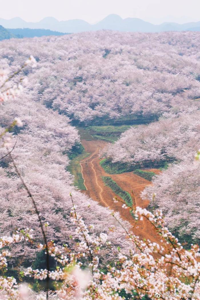 国内花海顶流,火了四年,免收门票,浪漫不会迟到! 国内花海顶流,火了四年,免收门票,浪漫不会迟到!