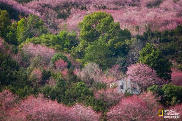 徽州归来不看春,中国江南春意的最高潮! 徽州归来不看春,中国江南春意的最高潮!