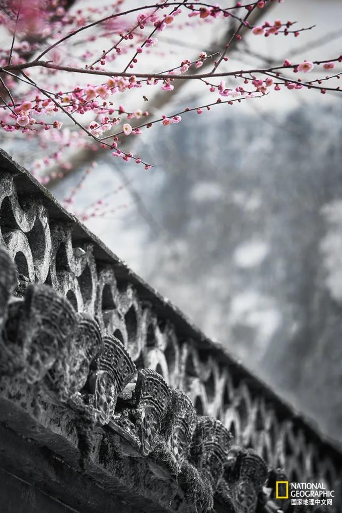 徽州归来不看春,中国江南春意的最高潮! 徽州归来不看春,中国江南春意的最高潮!