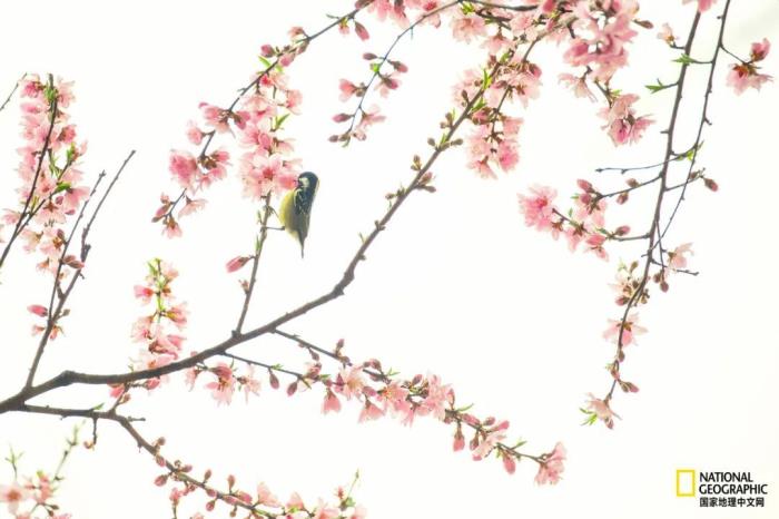 徽州归来不看春,中国江南春意的最高潮! 徽州归来不看春,中国江南春意的最高潮!