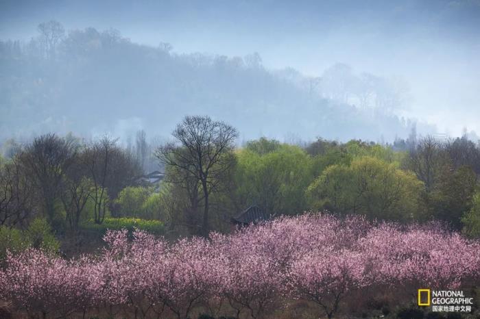 徽州归来不看春,中国江南春意的最高潮! 徽州归来不看春,中国江南春意的最高潮!