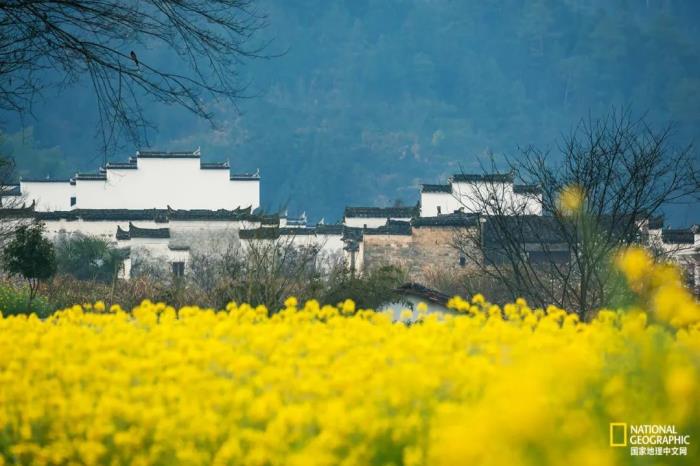 徽州归来不看春,中国江南春意的最高潮! 徽州归来不看春,中国江南春意的最高潮!