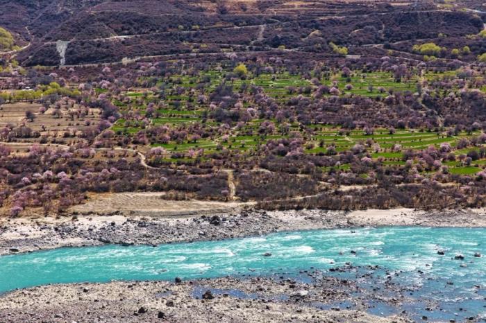年年卖爆的西藏林芝桃花 解锁全新玩法! 年年卖爆的西藏林芝桃花 解锁全新玩法!