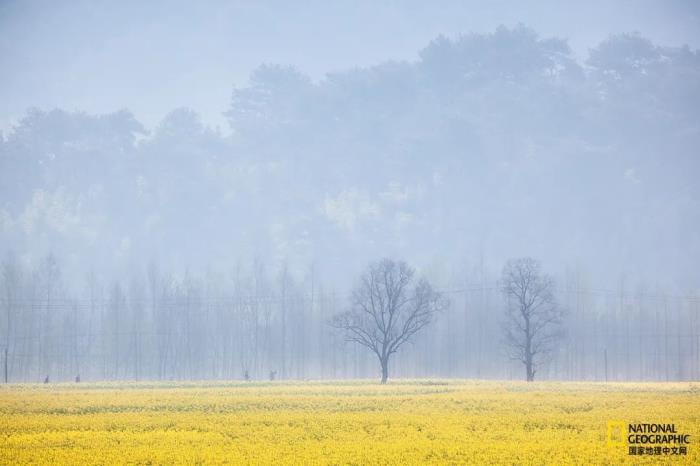 徽州归来不看春,中国江南春意的最高潮! 徽州归来不看春,中国江南春意的最高潮!
