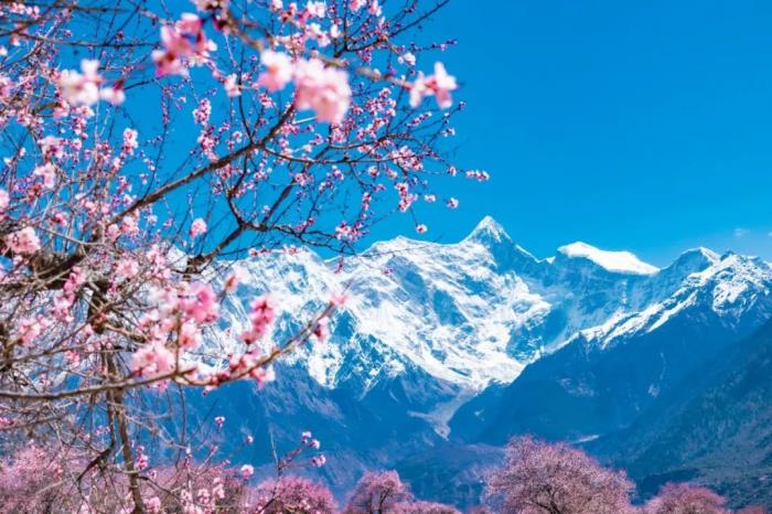 年年卖爆的西藏林芝桃花 解锁全新玩法! 年年卖爆的西藏林芝桃花 解锁全新玩法!