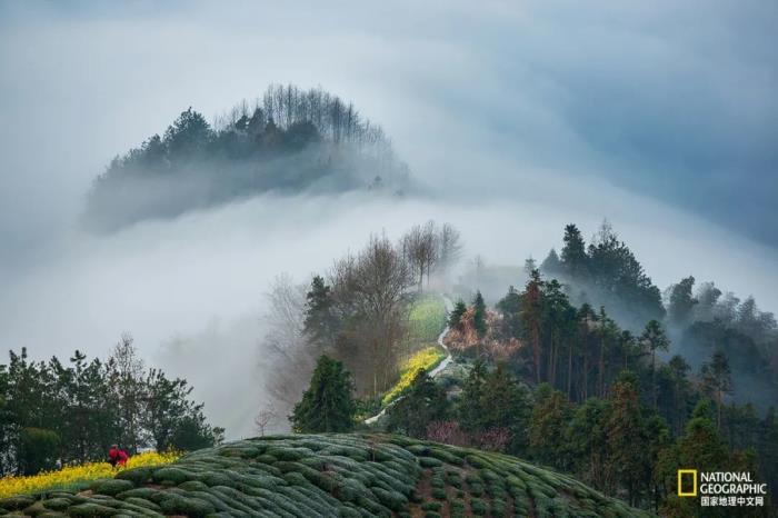徽州归来不看春,中国江南春意的最高潮! 徽州归来不看春,中国江南春意的最高潮!