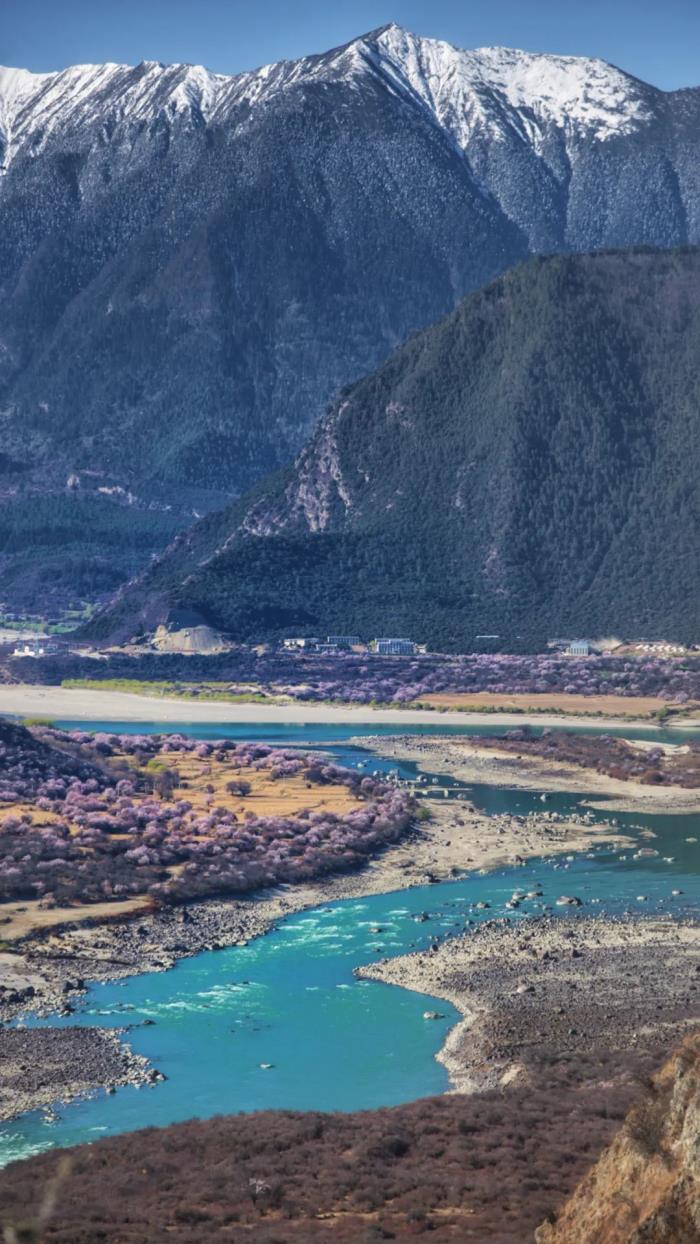 年年卖爆的西藏林芝桃花 解锁全新玩法! 年年卖爆的西藏林芝桃花 解锁全新玩法!