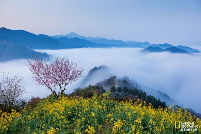 徽州归来不看春,中国江南春意的最高潮! 徽州归来不看春,中国江南春意的最高潮!