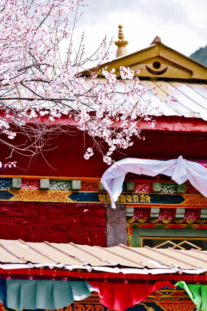 年年卖爆的西藏林芝桃花 解锁全新玩法! 年年卖爆的西藏林芝桃花 解锁全新玩法!