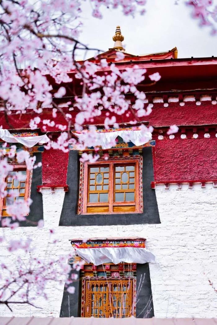 年年卖爆的西藏林芝桃花 解锁全新玩法! 年年卖爆的西藏林芝桃花 解锁全新玩法!