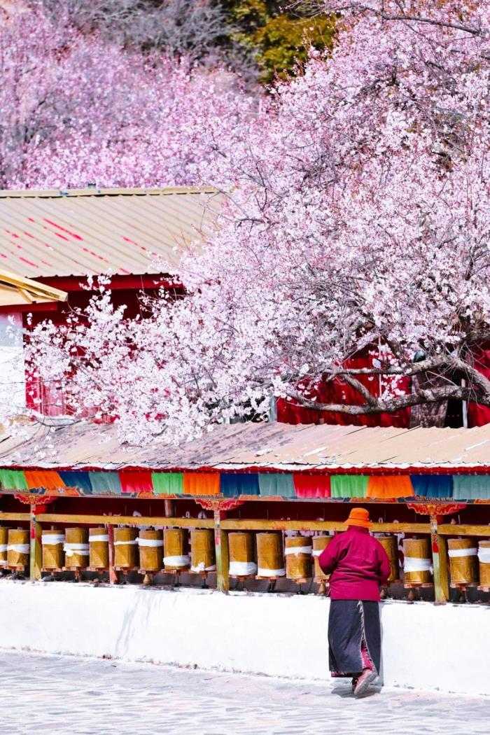 年年卖爆的西藏林芝桃花 解锁全新玩法! 年年卖爆的西藏林芝桃花 解锁全新玩法!