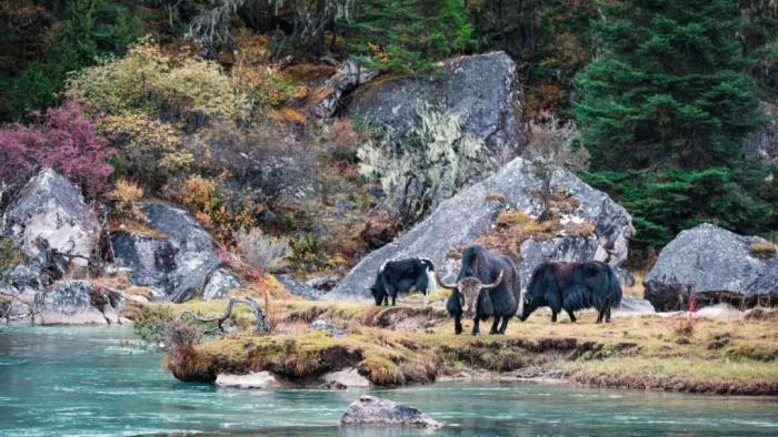 年年卖爆的西藏林芝桃花 解锁全新玩法! 年年卖爆的西藏林芝桃花 解锁全新玩法!