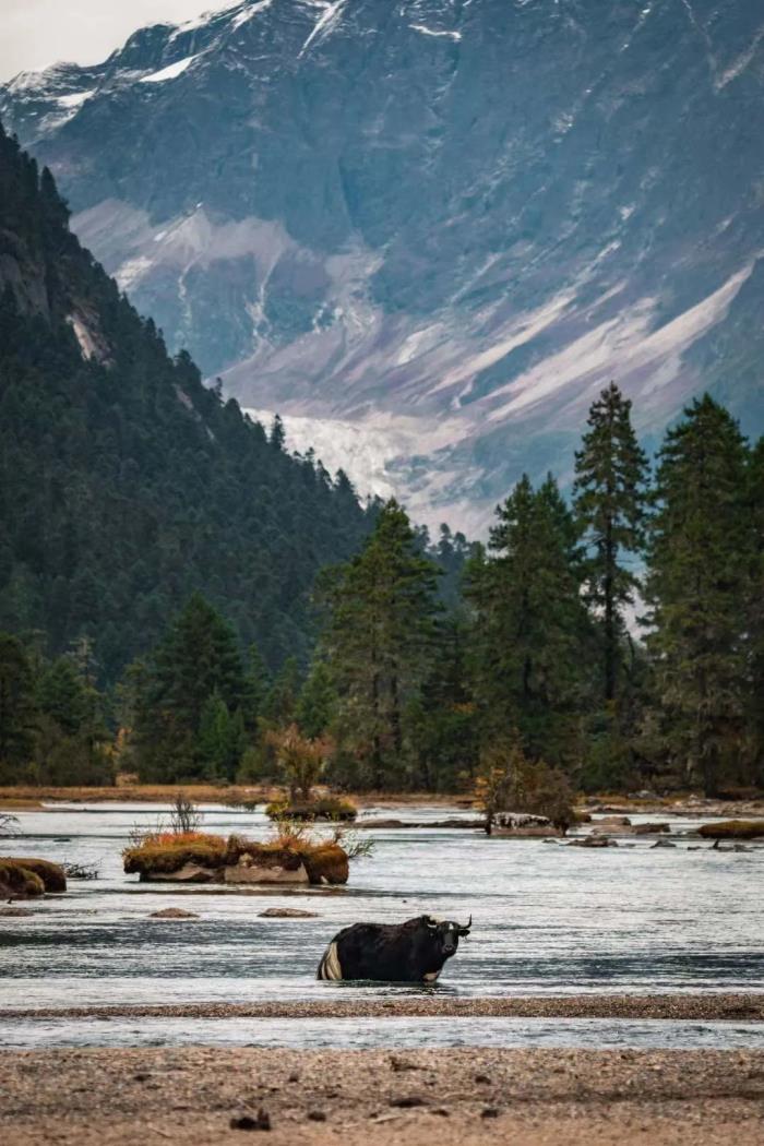 年年卖爆的西藏林芝桃花 解锁全新玩法! 年年卖爆的西藏林芝桃花 解锁全新玩法!