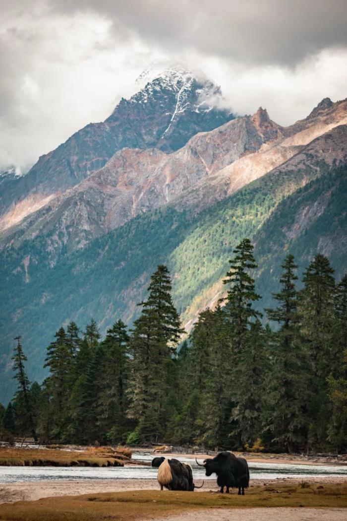 年年卖爆的西藏林芝桃花 解锁全新玩法! 年年卖爆的西藏林芝桃花 解锁全新玩法!