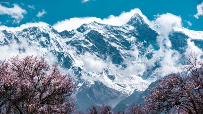 年年卖爆的西藏林芝桃花 解锁全新玩法! 年年卖爆的西藏林芝桃花 解锁全新玩法!
