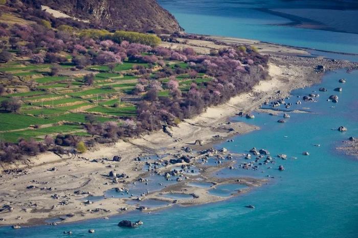 年年卖爆的西藏林芝桃花 解锁全新玩法! 年年卖爆的西藏林芝桃花 解锁全新玩法!