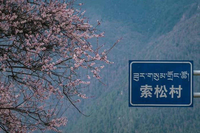 年年卖爆的西藏林芝桃花 解锁全新玩法! 年年卖爆的西藏林芝桃花 解锁全新玩法!