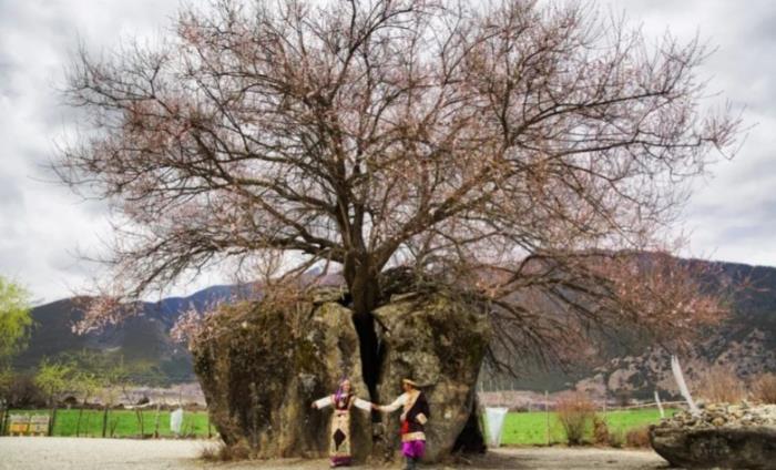 位列世界峡谷之首 春日乘热气球赏西藏雪山桃林! 位列世界峡谷之首 春日乘热气球赏西藏雪山桃林!