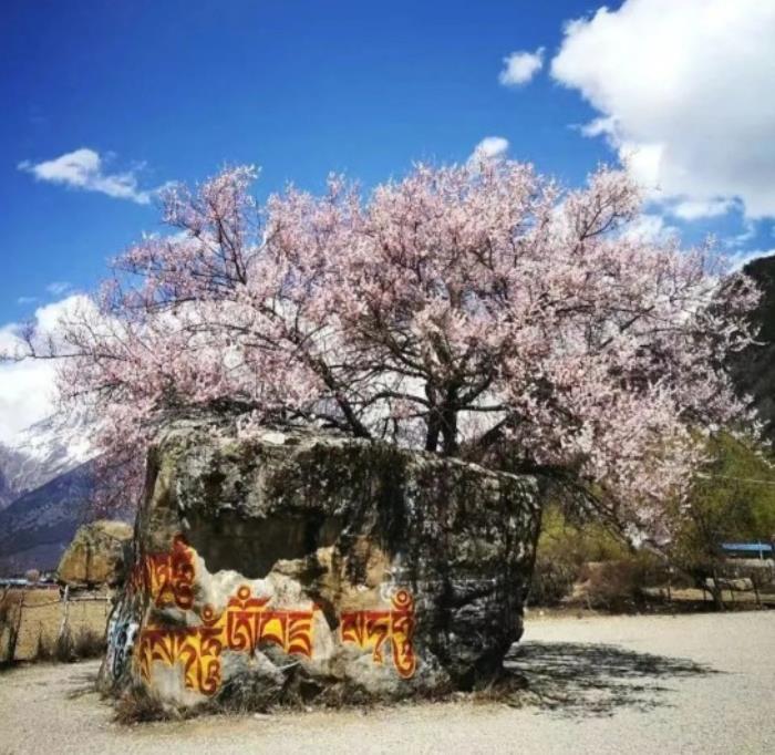 位列世界峡谷之首 春日乘热气球赏西藏雪山桃林! 位列世界峡谷之首 春日乘热气球赏西藏雪山桃林!
