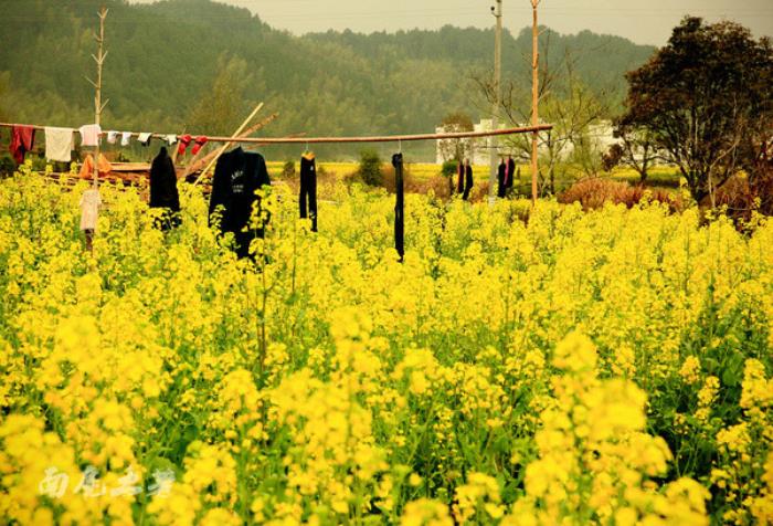 别来找我 我要去婺源扫黄了 别来找我 我要去婺源扫黄了