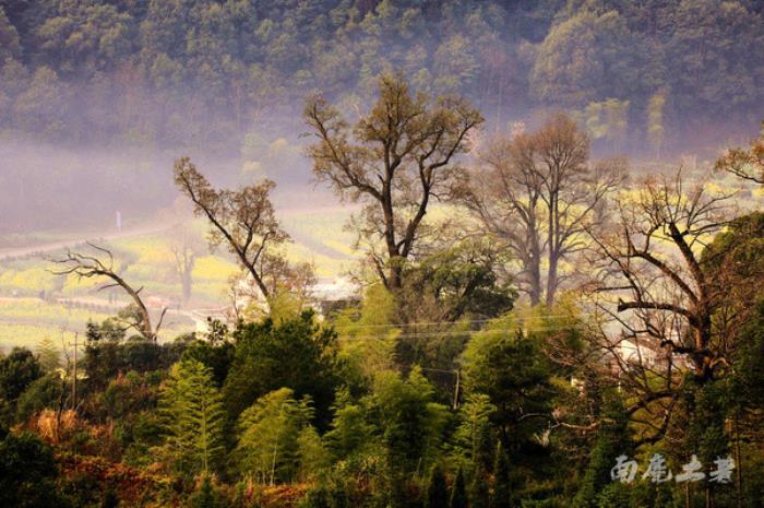 别来找我 我要去婺源扫黄了 别来找我 我要去婺源扫黄了