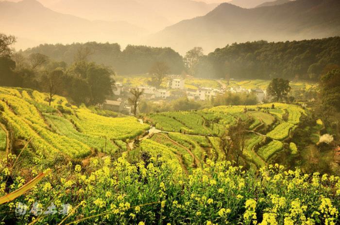 别来找我 我要去婺源扫黄了 别来找我 我要去婺源扫黄了