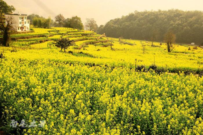 别来找我 我要去婺源扫黄了 别来找我 我要去婺源扫黄了
