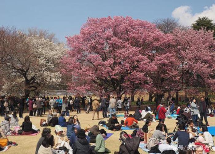 日本女导游请私人导游,事后却引起游客不满! 日本女导游请私人导游,事后却引起游客不满!