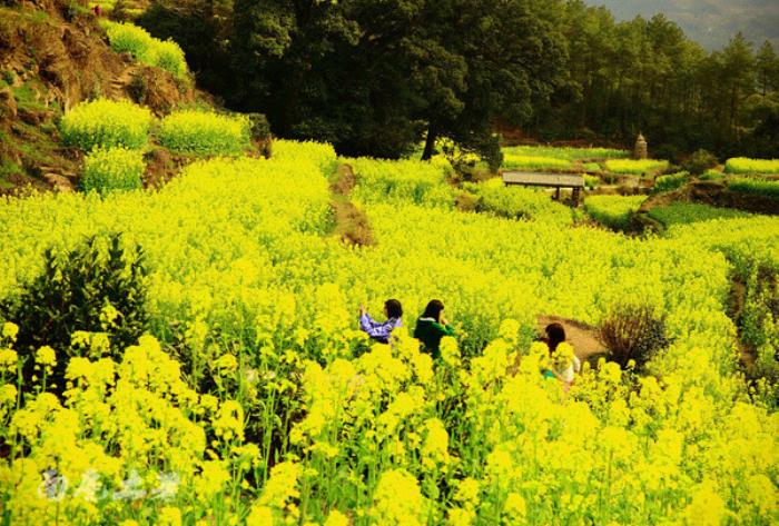 别来找我 我要去婺源扫黄了 别来找我 我要去婺源扫黄了