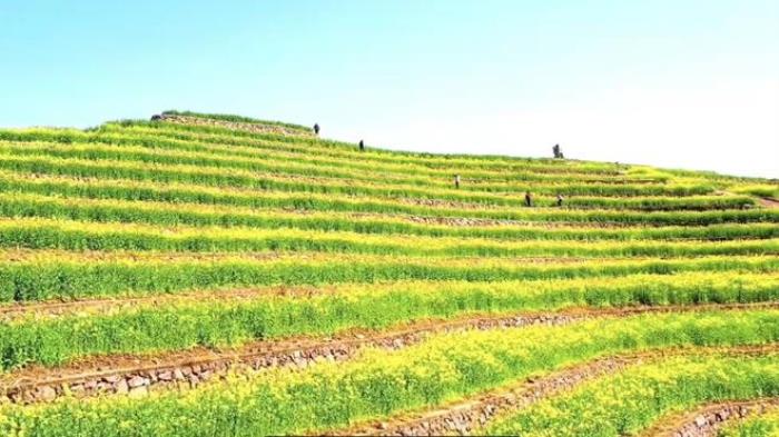 “云”赏花!踏春不出门,我们把春日浪漫送给你~ “云”赏花!踏春不出门,我们把春日浪漫送给你~