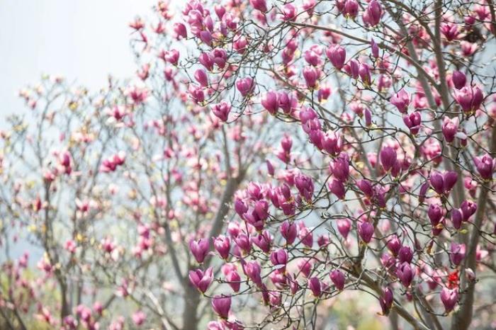 “云”赏花!踏春不出门,我们把春日浪漫送给你~ “云”赏花!踏春不出门,我们把春日浪漫送给你~