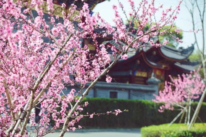 “云”赏花!踏春不出门,我们把春日浪漫送给你~ “云”赏花!踏春不出门,我们把春日浪漫送给你~