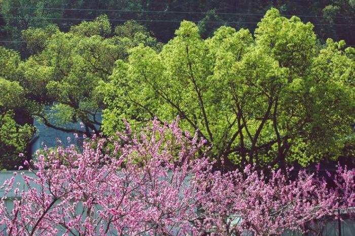 “云”赏花!踏春不出门,我们把春日浪漫送给你~ “云”赏花!踏春不出门,我们把春日浪漫送给你~