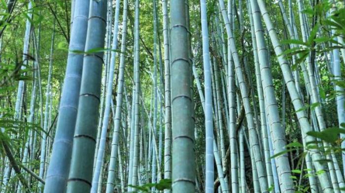 茂名-高州仙人洞风景区 茂名-高州仙人洞风景区