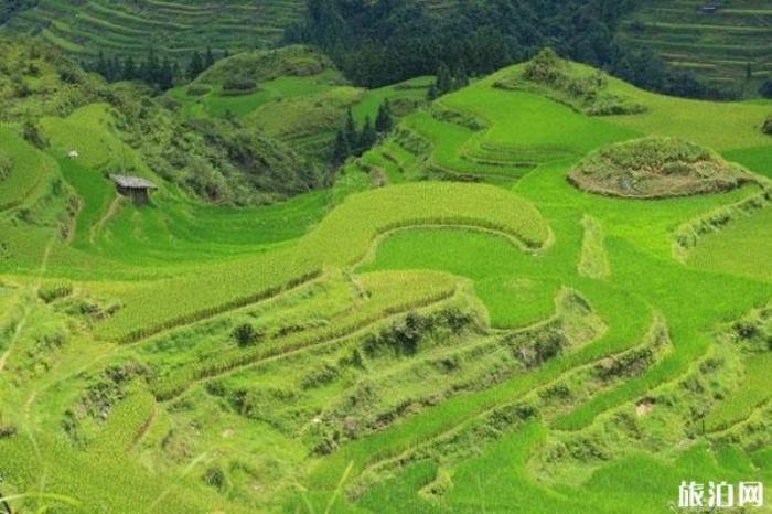 加榜梯田 加榜梯田