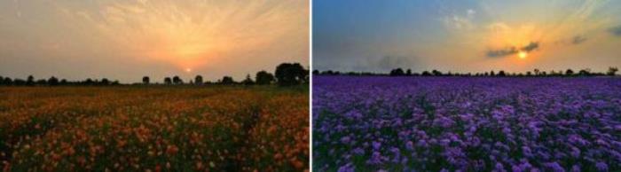 上海寻梦源香草农场