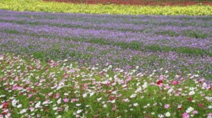 上海寻梦源香草农场 上海寻梦源香草农场