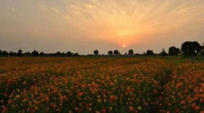 上海寻梦源香草农场 上海寻梦源香草农场