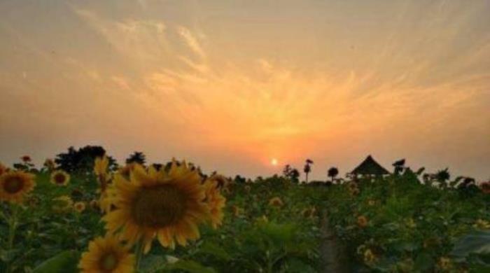 上海寻梦源香草农场 上海寻梦源香草农场